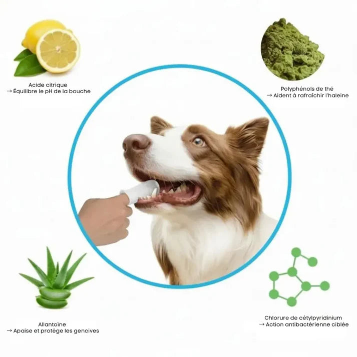 Lingettes dentaires pour chiens et chats